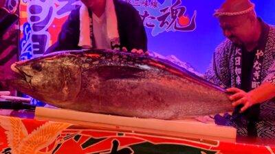 本マグロ解体ショーをユーチューブで！