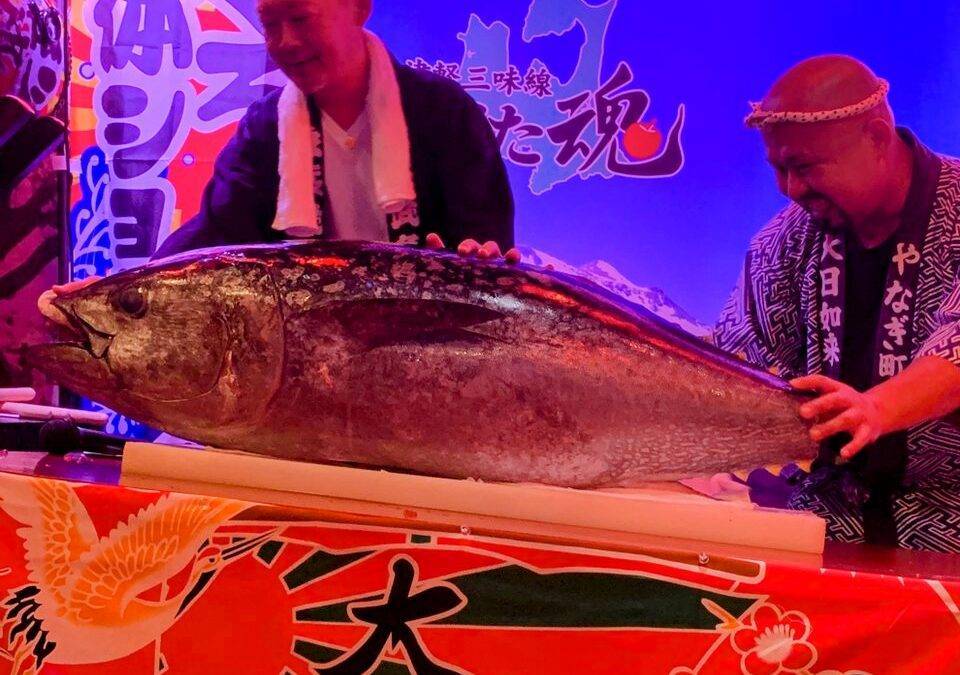 本マグロ解体ショーをユーチューブで！