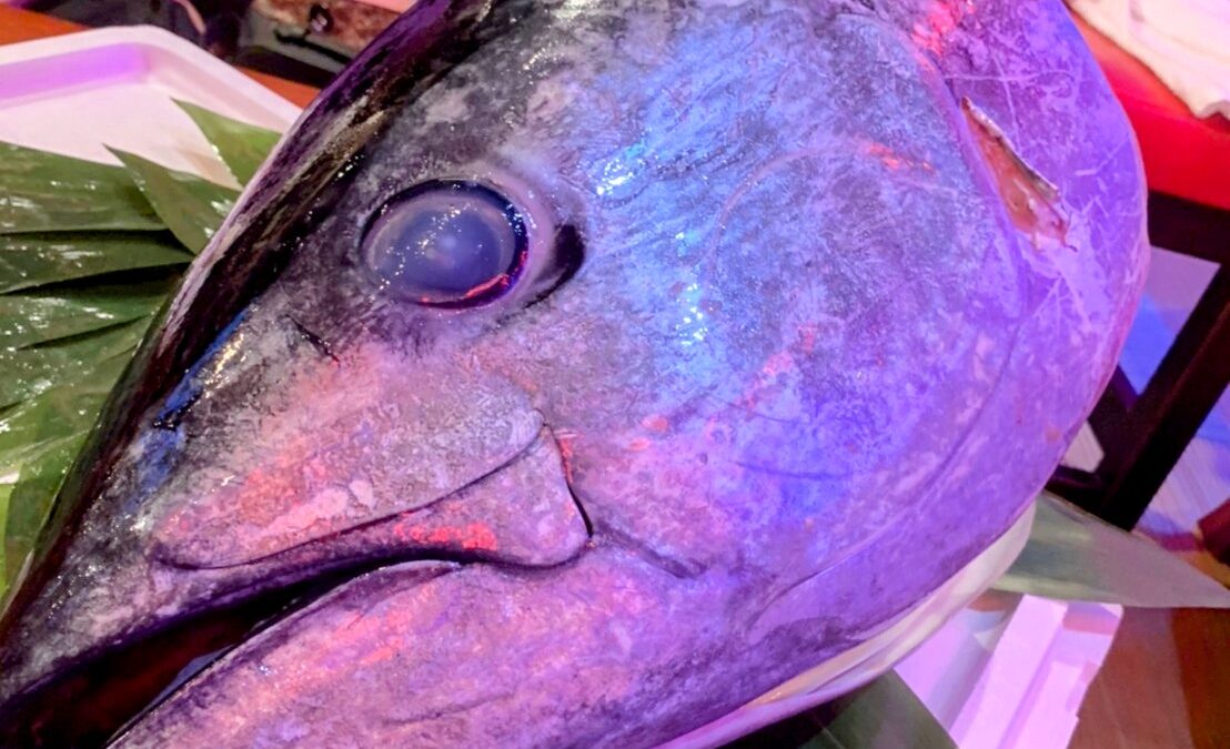 8㈭9㈮10㈯【天然本マグロ祭】！