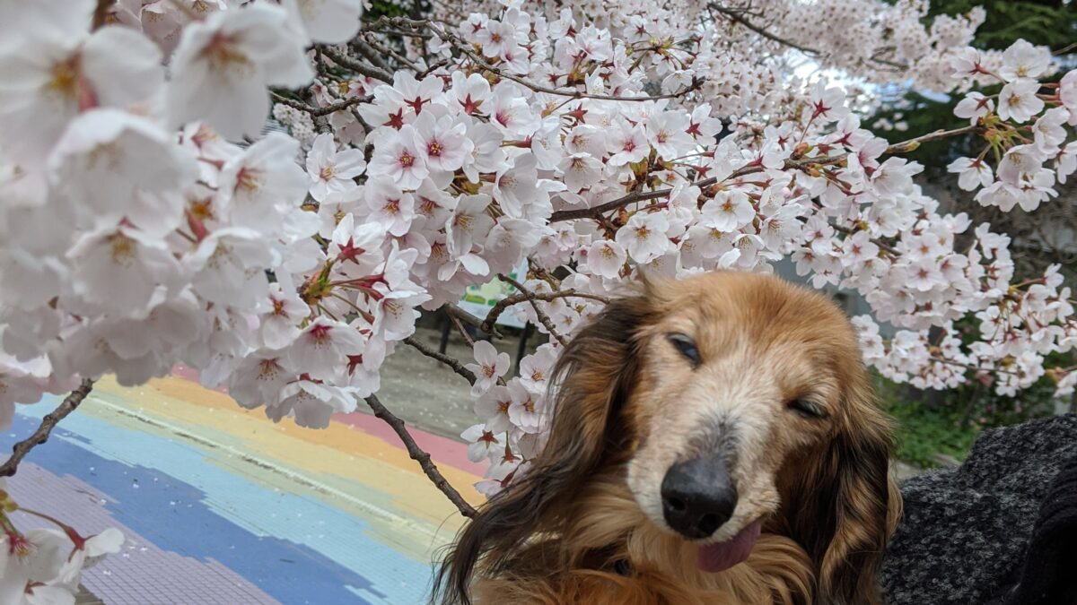 日曜営業しています！お花見🌸の二次会に！